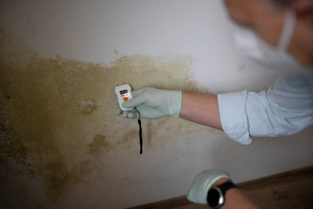 Best Office Mold Removal Services  in South Lockport, NY