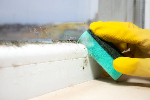 Best Toxic Mold Removal  in South Lockport, NY