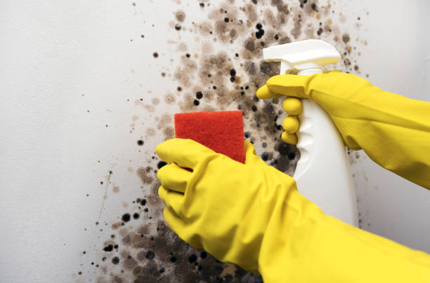 Best Black Mold Removal  in South Lockport, NY