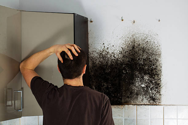 Home Mold Removal in South Lockport, NY
