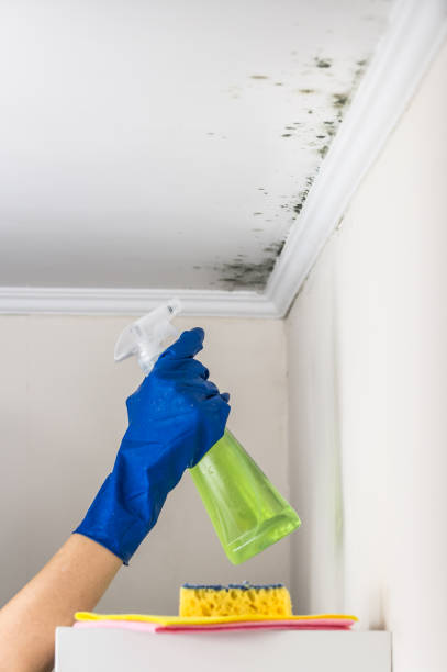 Best Emergency Mold Removal  in South Lockport, NY